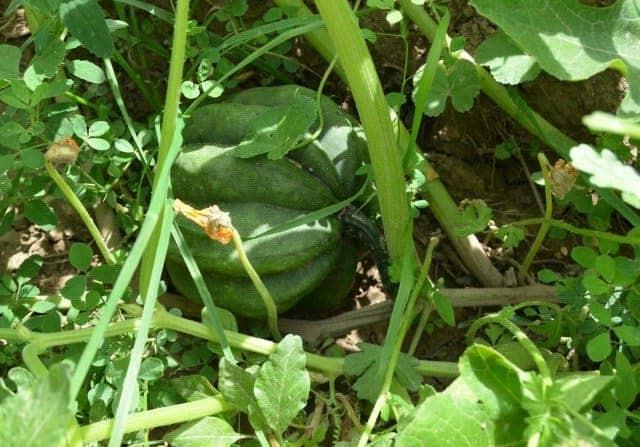 Κολοκύθα acorn κήπου