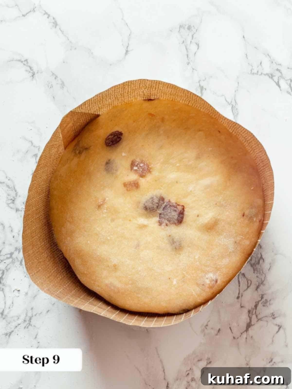 Panettone dough carefully placed into its traditional paper mold, ready for its final proofing stage.